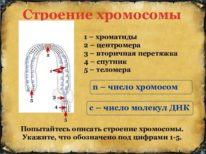 Строение хромосомы Попытайтесь описать строение хромосомы. Укажите, что обозначено под цифрами 1-5. 1