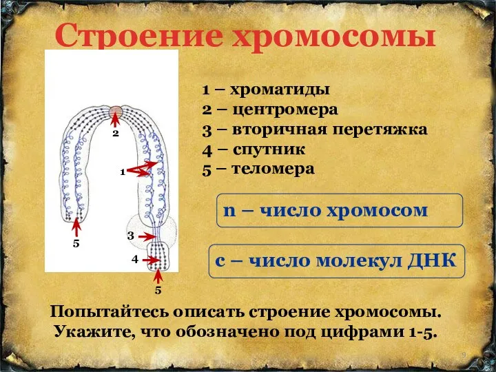 Строение хромосомы Попытайтесь описать строение хромосомы. Укажите, что обозначено под