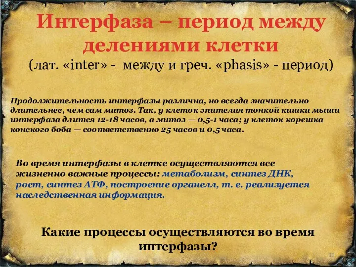 Интерфаза – период между делениями клетки (лат. «inter» - между и греч. «phasis»