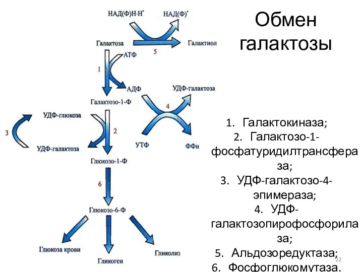 Обмен галактозы Галактокиназа; Галактозо-1-фосфатуридилтрансфераза; УДФ-галактозо-4-эпимераза; УДФ-галактозопирофосфорилаза; Альдозоредуктаза; Фосфоглюкомутаза.