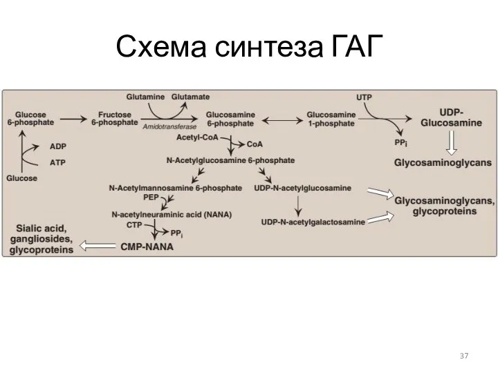 Схема синтеза ГАГ