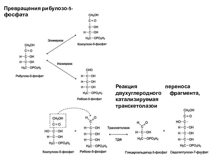 Превращения рибулозо-5-фосфата Реакция переноса двухуглеродного фрагмента, катализируемая транскетолазои