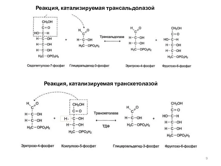 Реакция, катализируемая трансальдолазой Реакция, катализируемая транскетолазой Н-