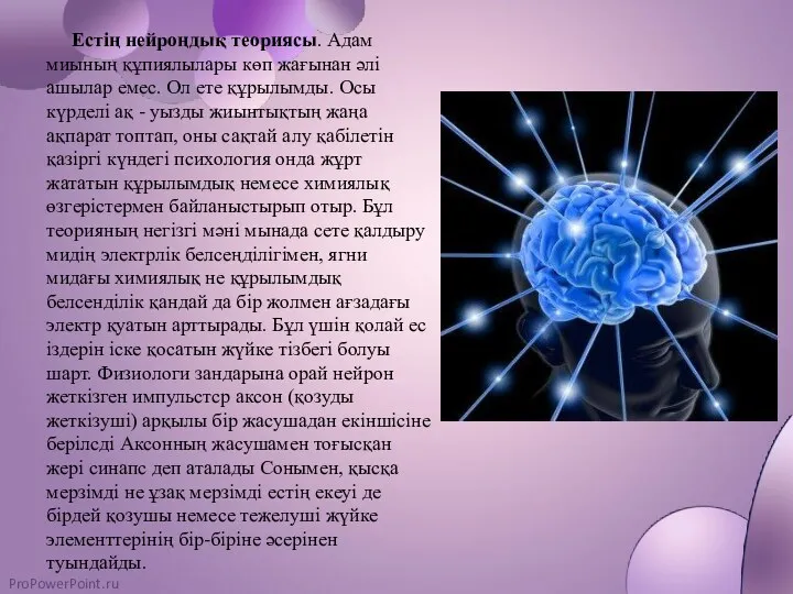 Естің нейроңдық теориясы. Адам миының құпиялылары көп жағынан әлі ашылар