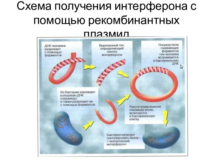 Схема получения интерферона с помощью рекомбинантных плазмид