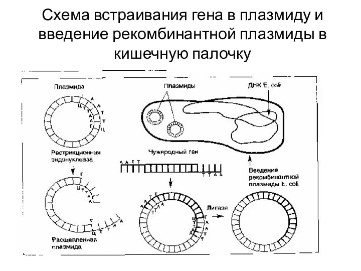 Схема встраивания гена в плазмиду и введение рекомбинантной плазмиды в кишечную палочку
