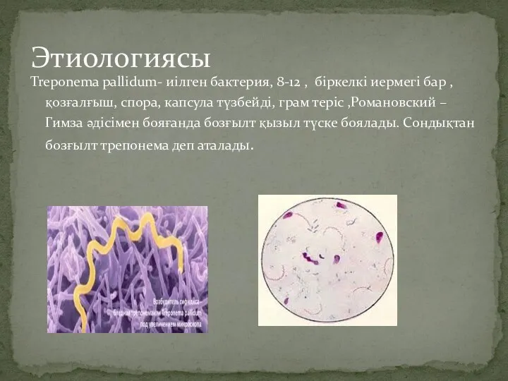 Treponema pallidum- иілген бактерия, 8-12 , біркелкі иермегі бар ,