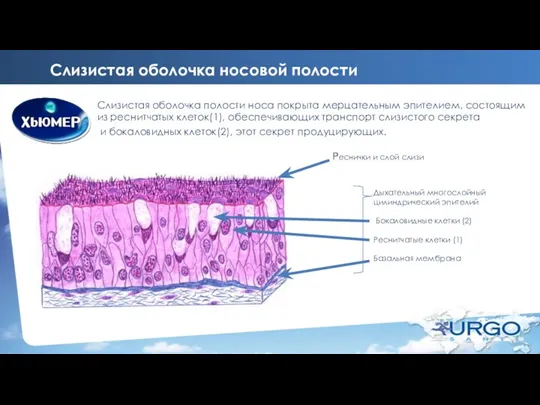 Слизистая оболочка носовой полости Слизистая оболочка полости носа покрыта мерцательным