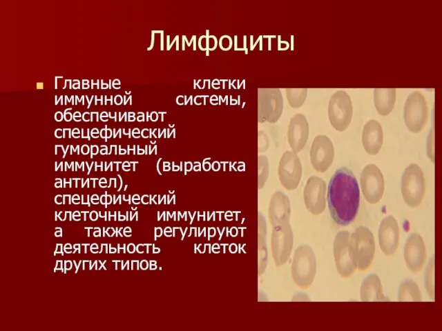Лимфоциты Главные клетки иммунной системы, обеспечивают спецефический гуморальный иммунитет (выработка