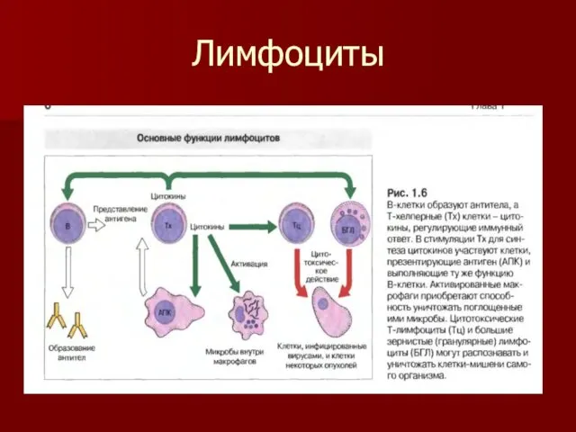 Лимфоциты