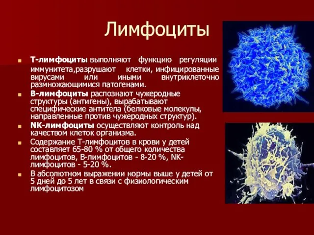 Лимфоциты Т-лимфоциты выполняют функцию регуляции иммунитета,разрушают клетки, инфицированные вирусами или