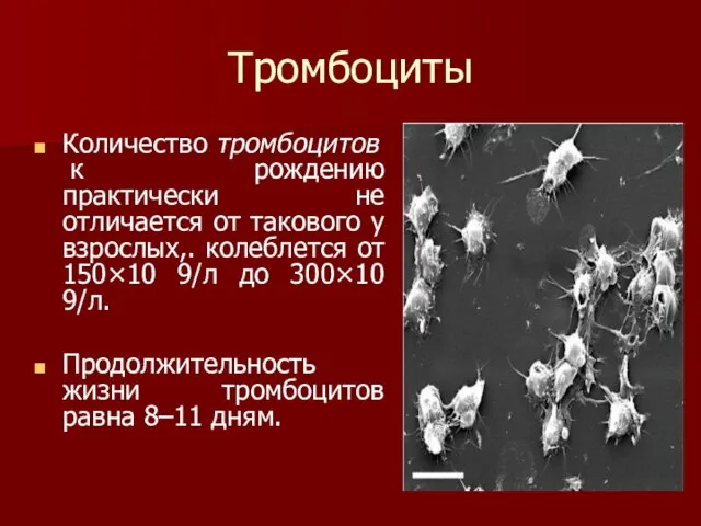 Тромбоциты Количество тромбоцитов к рождению практически не отличается от такового