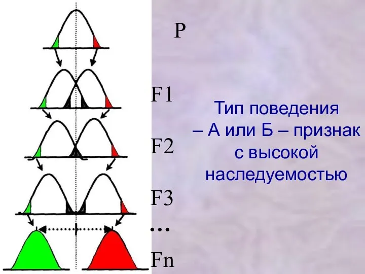 Тип поведения – А или Б – признак с высокой наследуемостью F1 F2