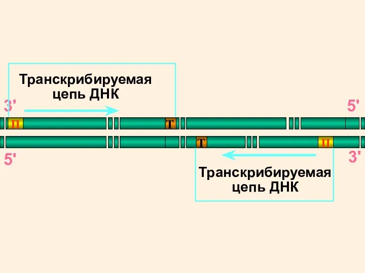 Транскрибируемая цепь ДНК Транскрибируемая цепь ДНК