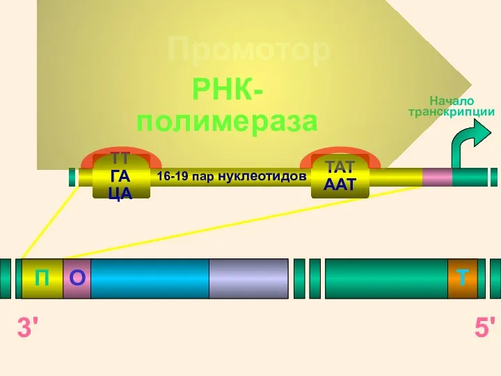 Начало транскрипции Промотор ТТГАЦА ТАТААТ 16-19 пар нуклеотидов
