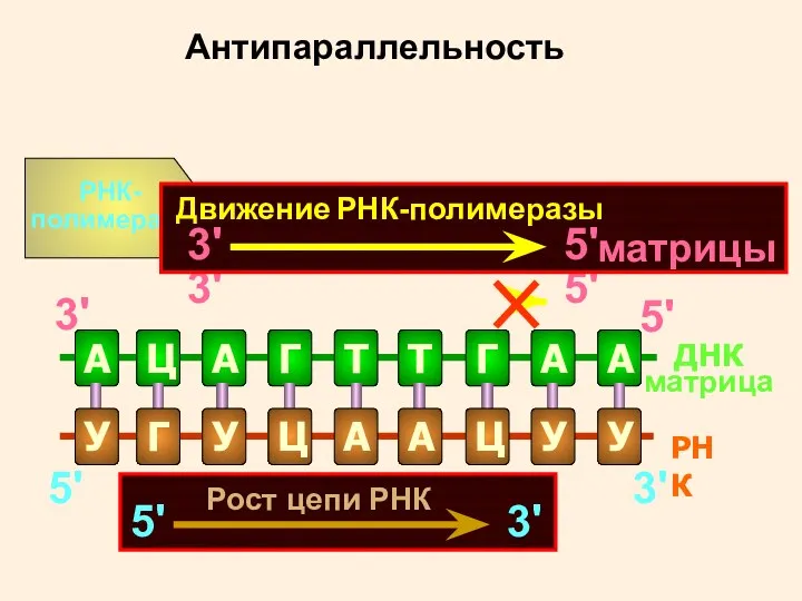 ДНК матрица 3' 5' Антипараллельность 3' 5' 5' 3' Рост цепи РНК Движение РНК-полимеразы матрицы