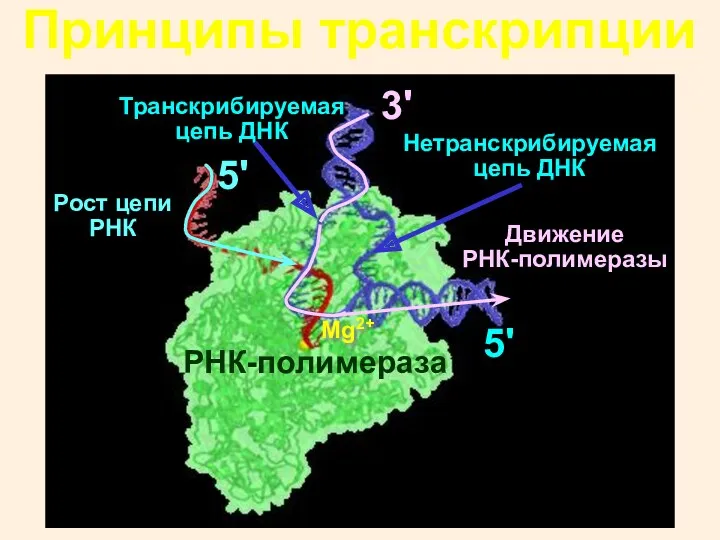 Принципы транскрипции Транскрибируемая цепь ДНК Нетранскрибируемая цепь ДНК 3' 5' РНК-полимераза Движение РНК-полимеразы Рост цепи РНК