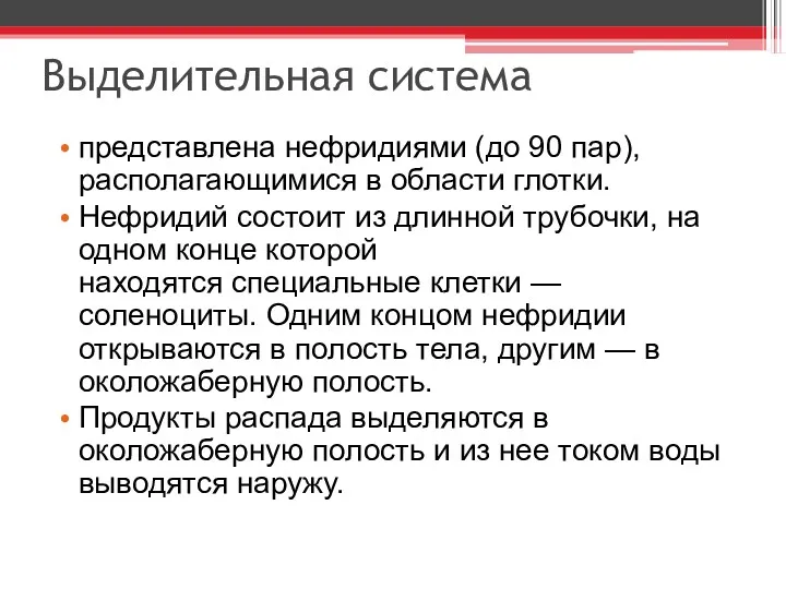 Выделительная система представлена нефридиями (до 90 пар), располагающимися в области