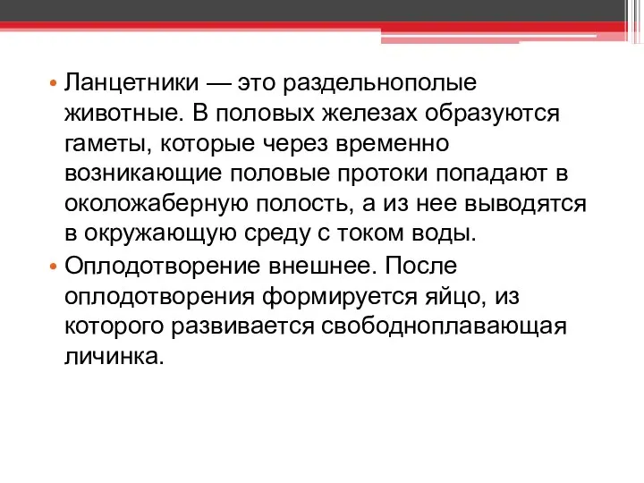 Ланцетники — это раздельнополые животные. В половых железах образуются гаметы,