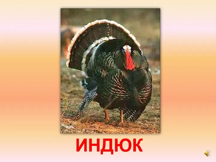 ИНДЮК