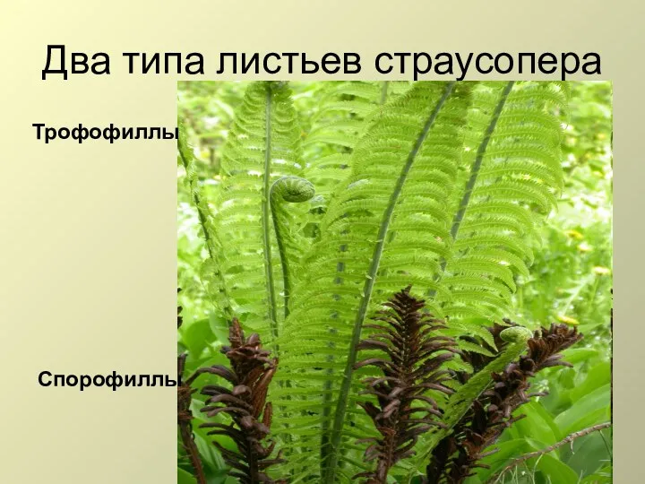 Два типа листьев страусопера Трофофиллы Спорофиллы