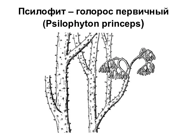 Псилофит – голорос первичный (Psilophyton princeps)