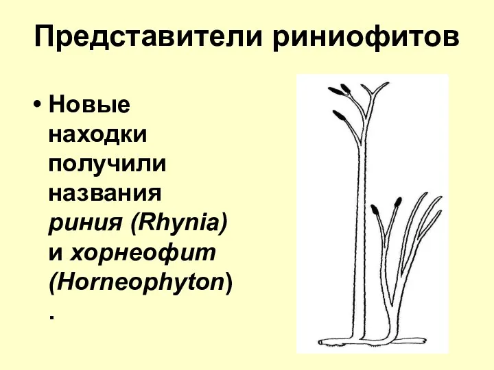 Представители риниофитов Новые находки получили названия риния (Rhynia) и хорнеофит (Horneophyton).