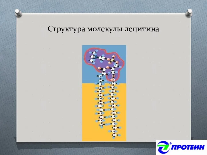 Структура молекулы лецитина