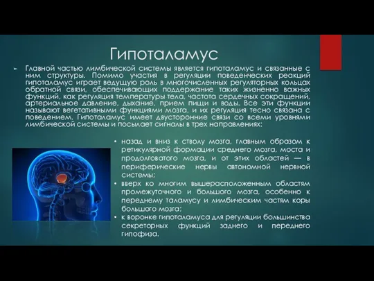 Гипоталамус Главной частью лимбической системы является гипоталамус и связанные с