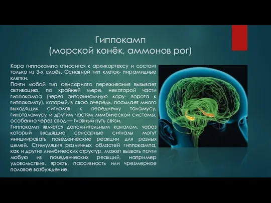 Гиппокамп (морской конёк, аммонов рог) Кора гиппокампа относится к архикортексу