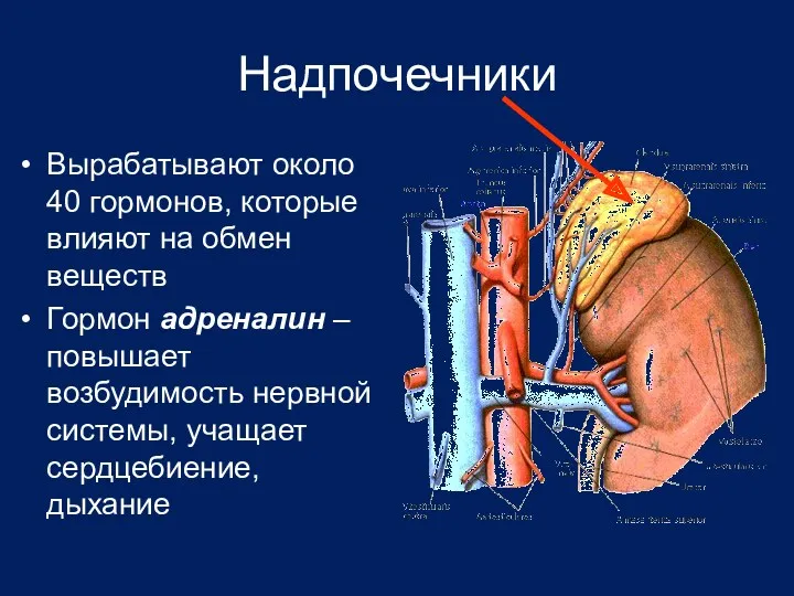 Надпочечники Вырабатывают около 40 гормонов, которые влияют на обмен веществ