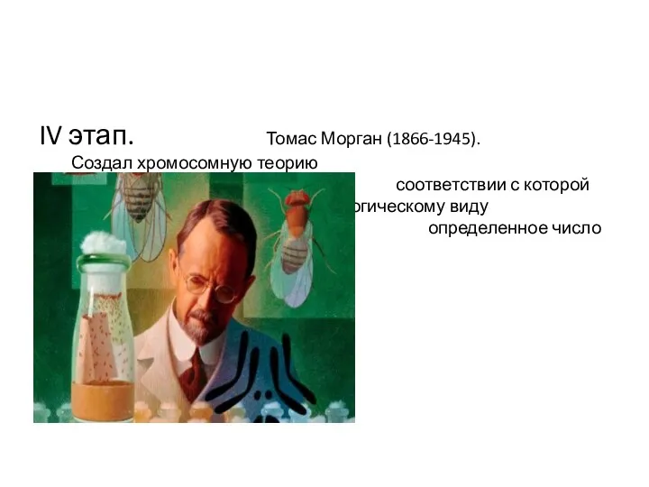 IV этап. Томас Морган (1866-1945). Создал хромосомную теорию наследственности, в
