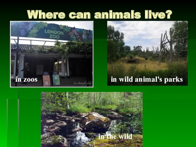 Where can animals live? in zoos in wild animal's parks in the wild