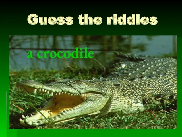 Guess the riddles a crocodile