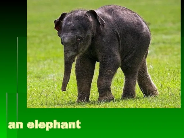 an elephant