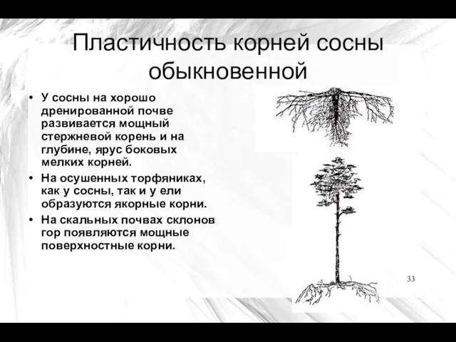 Пластичность корней сосны обыкновенной У сосны на хорошо дренированной почве