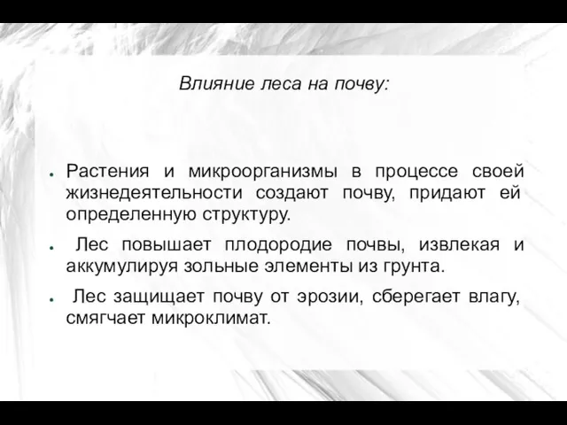 Влияние леса на почву: Растения и микроорганизмы в процессе своей