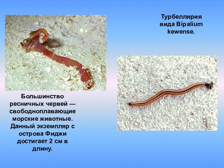 Большинство ресничных червей — свободноплавающие морские животные. Данный экземпляр с