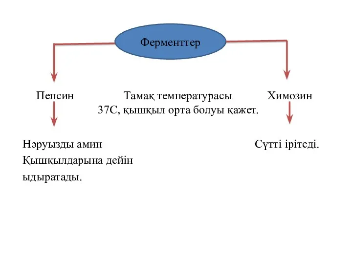 Пепсин Тамақ температурасы Химозин 37С, қышқыл орта болуы қажет. Нәруызды