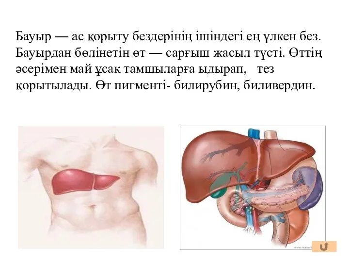 Бауыр — ас қорыту бездерінің ішіндегі ең үлкен без. Бауырдан