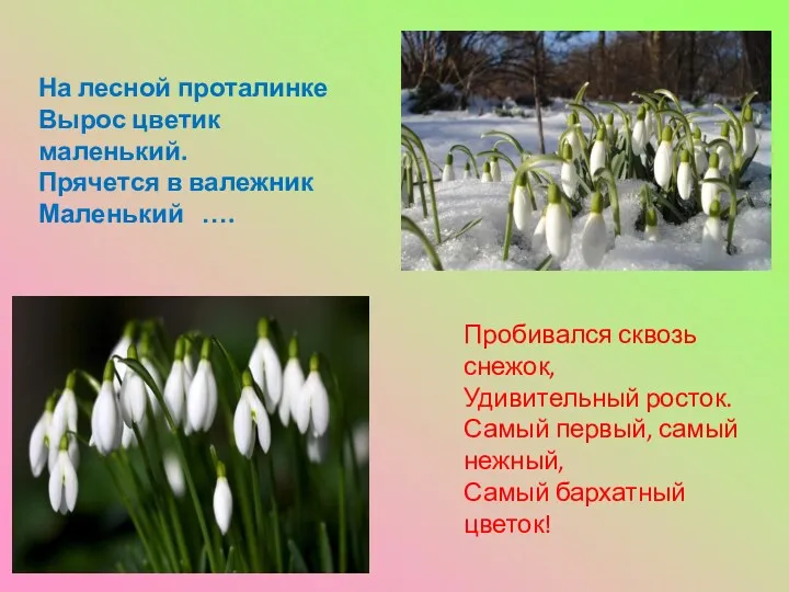 Пробивался сквозь снежок, Удивительный росток. Самый первый, самый нежный, Самый