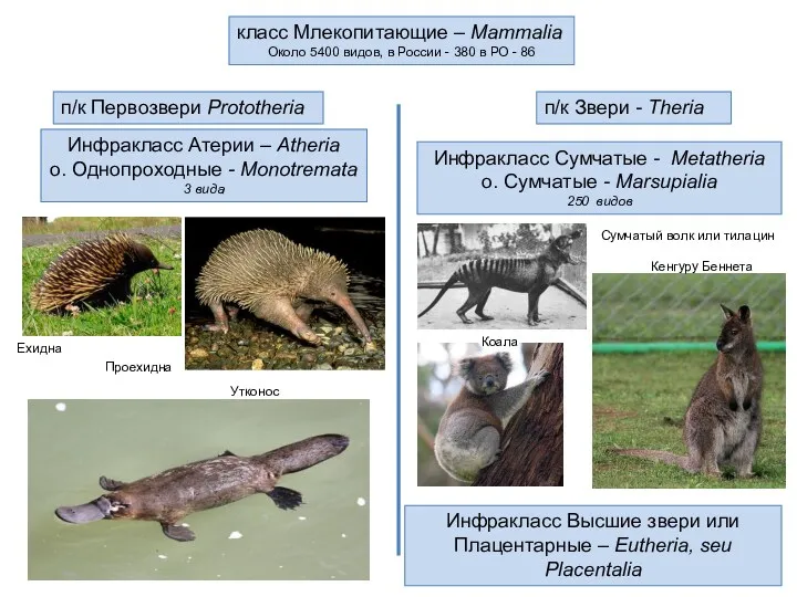класс Млекопитающие – Mammalia Около 5400 видов, в России - 380 в РО