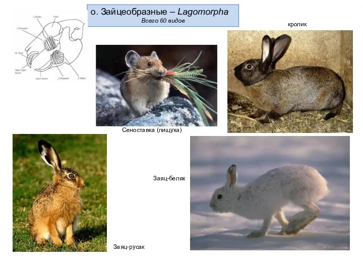 о. Зайцеобразные – Lagomorpha Всего 60 видов кролик Заяц-русак Заяц-беляк Сеноставка (пищуха)