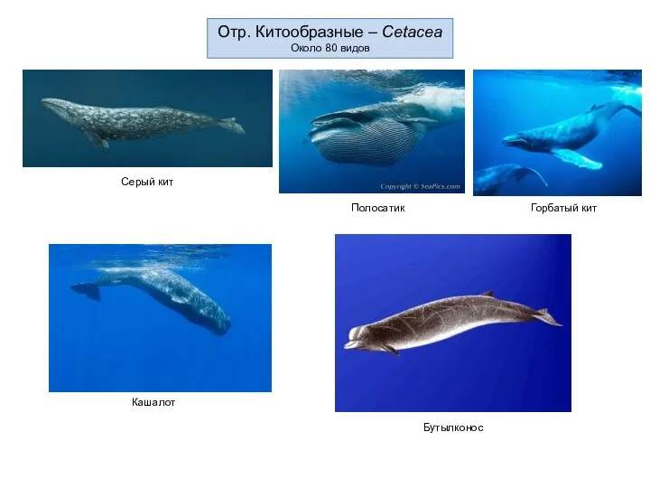 Отр. Китообразные – Cetacea Около 80 видов Серый кит Полосатик Кашалот Горбатый кит Бутылконос