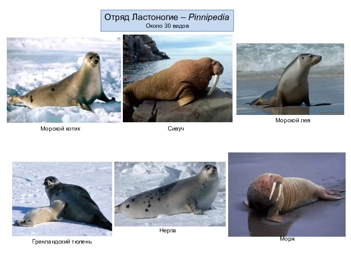 Отряд Ластоногие – Pinnipedia Около 30 видов Морской котик Сивуч Морской лев Гренландский тюлень Нерпа Морж