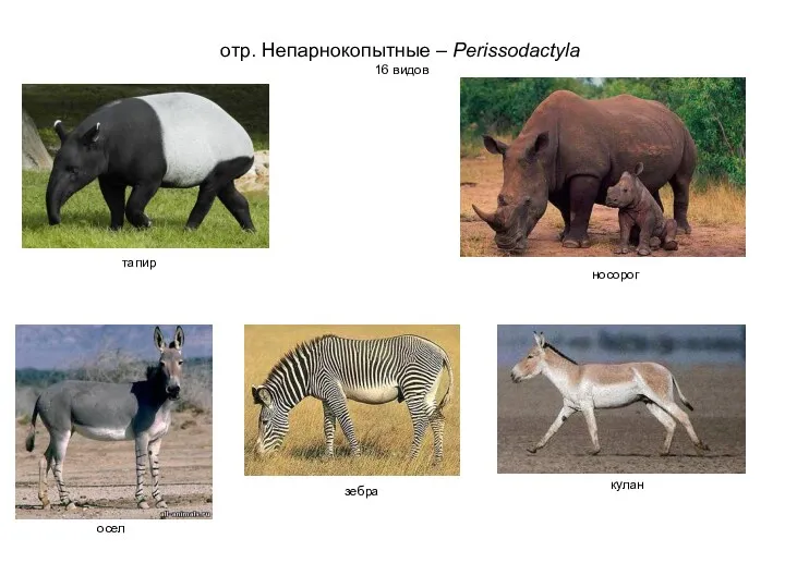 отр. Непарнокопытные – Perissodactyla 16 видов тапир носорог осел кулан зебра