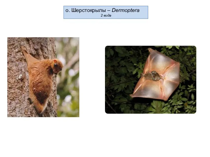 о. Шерстокрылы – Dermoptera 2 вида
