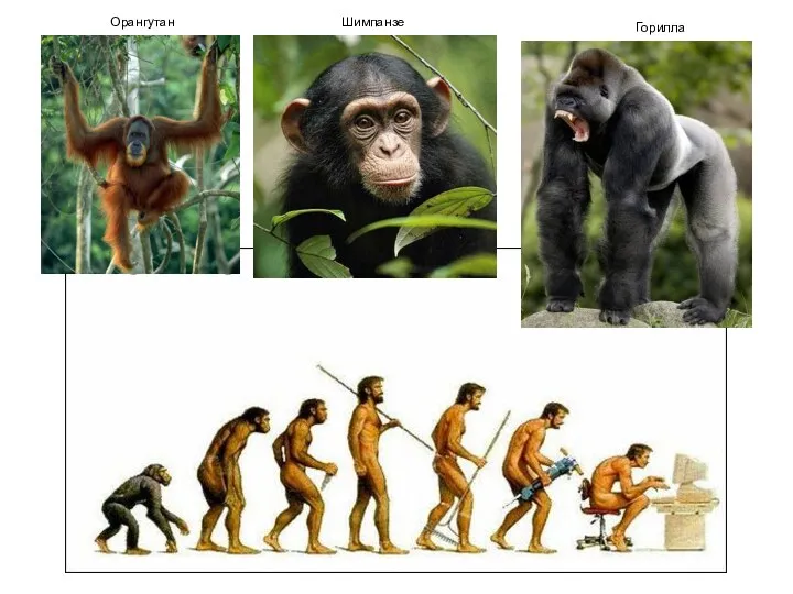 Орангутан Шимпанзе Горилла
