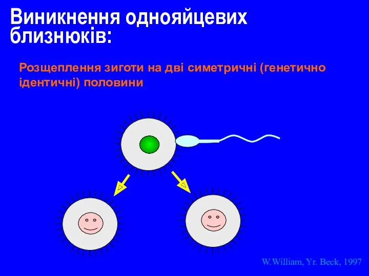 Розщеплення зиготи на дві симетричні (генетично ідентичні) половини W.William, Yr. Beck, 1997 Виникнення однояйцевих близнюків: