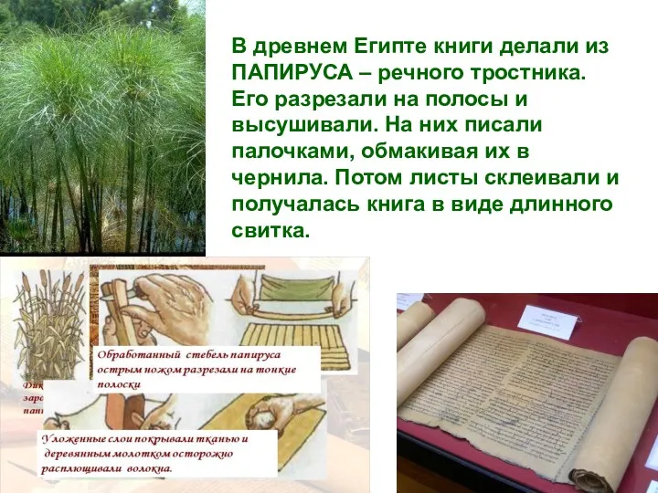 В древнем Египте книги делали из ПАПИРУСА – речного тростника.